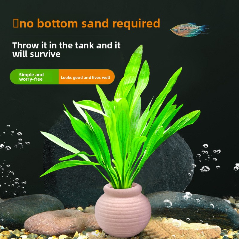 cmomo Akvaryum Bitki Bağlantıl - Planted Aquarium Anubias incelemesi ve fiyatı