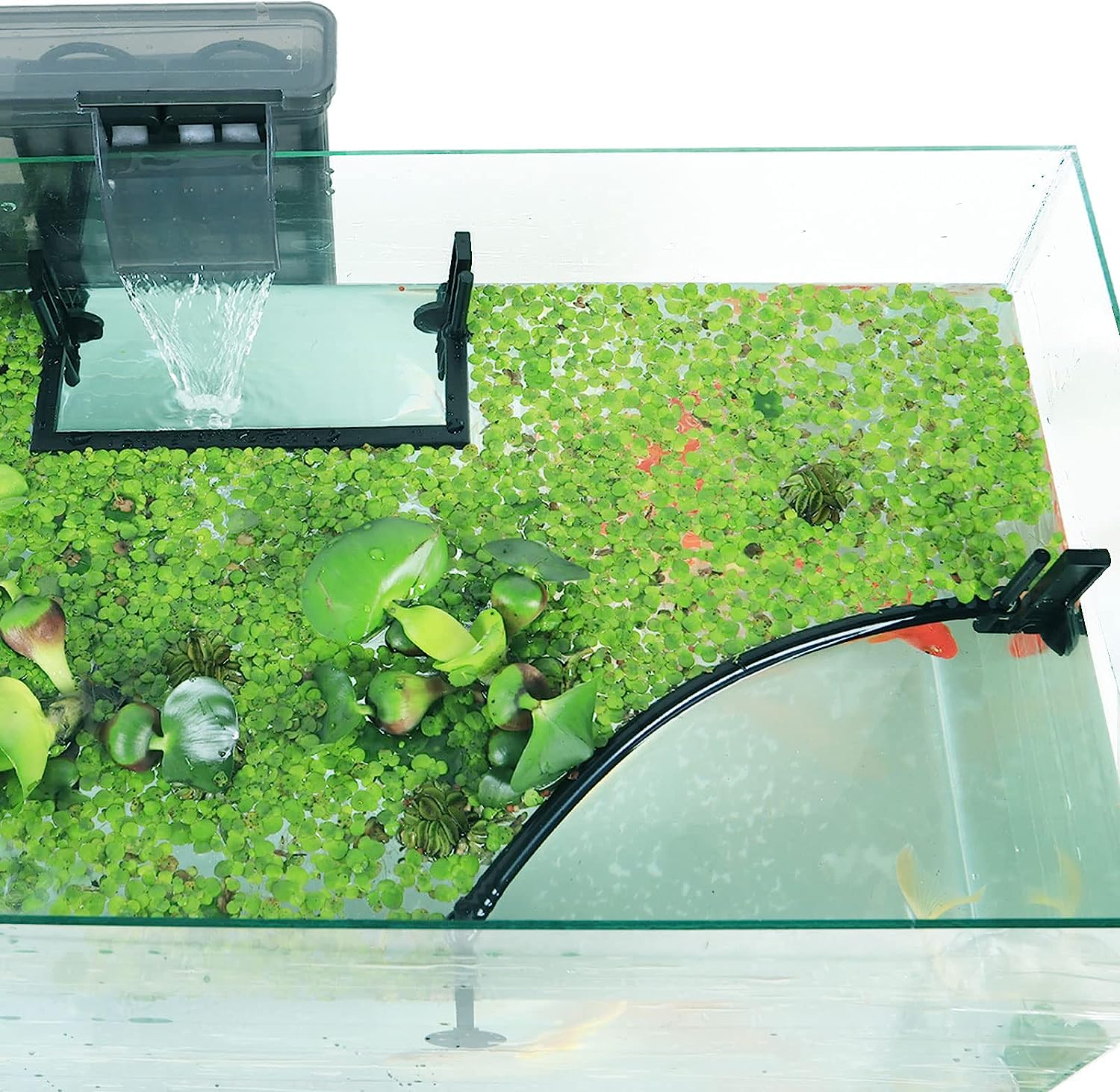 Akvaryum yüzen bitki Corral, f - Planted Aquarium Heater incelemesi ve fiyatı