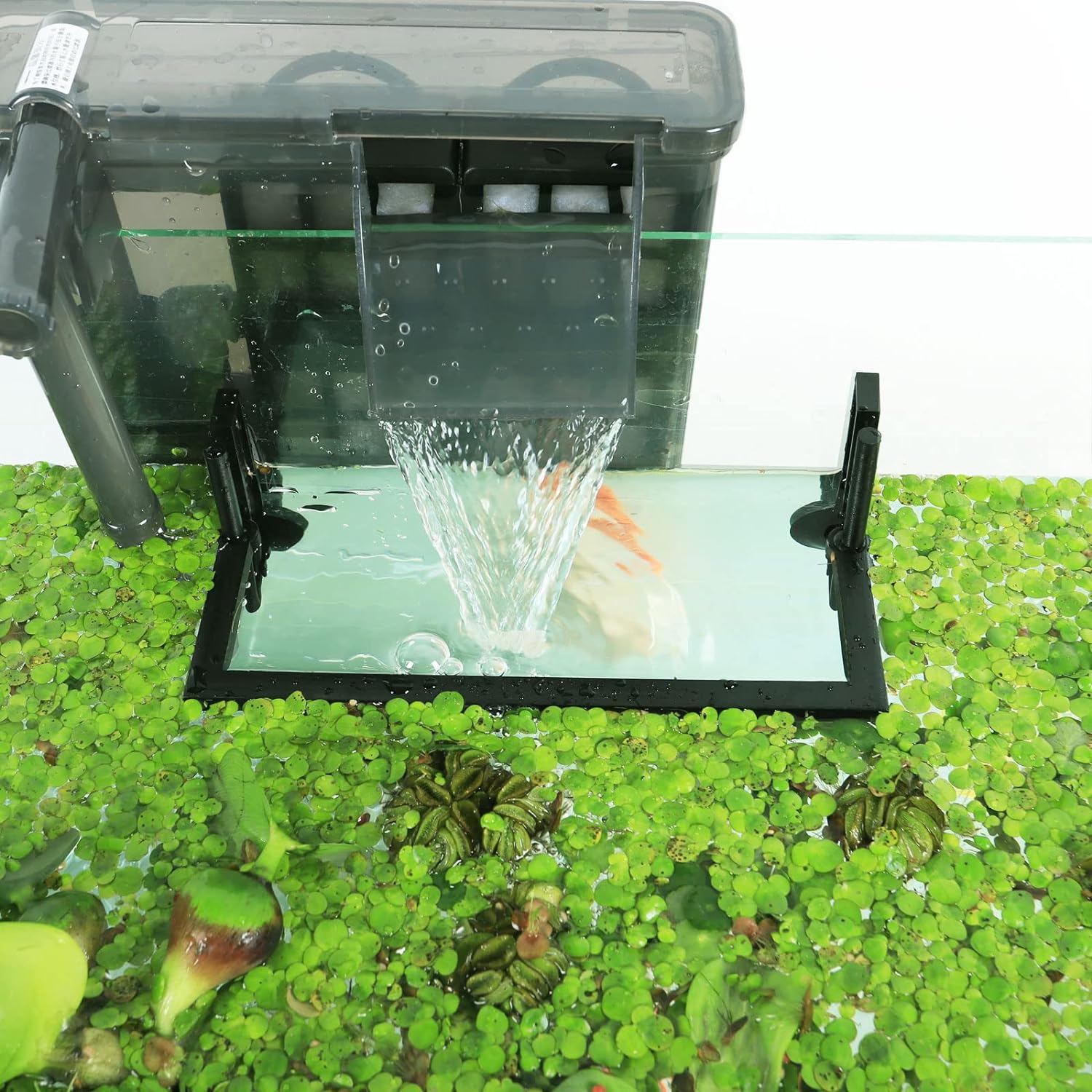 Akvaryum yüzen bitki Corral, f - Planted Aquarium Heater incelemesi ve fiyatı