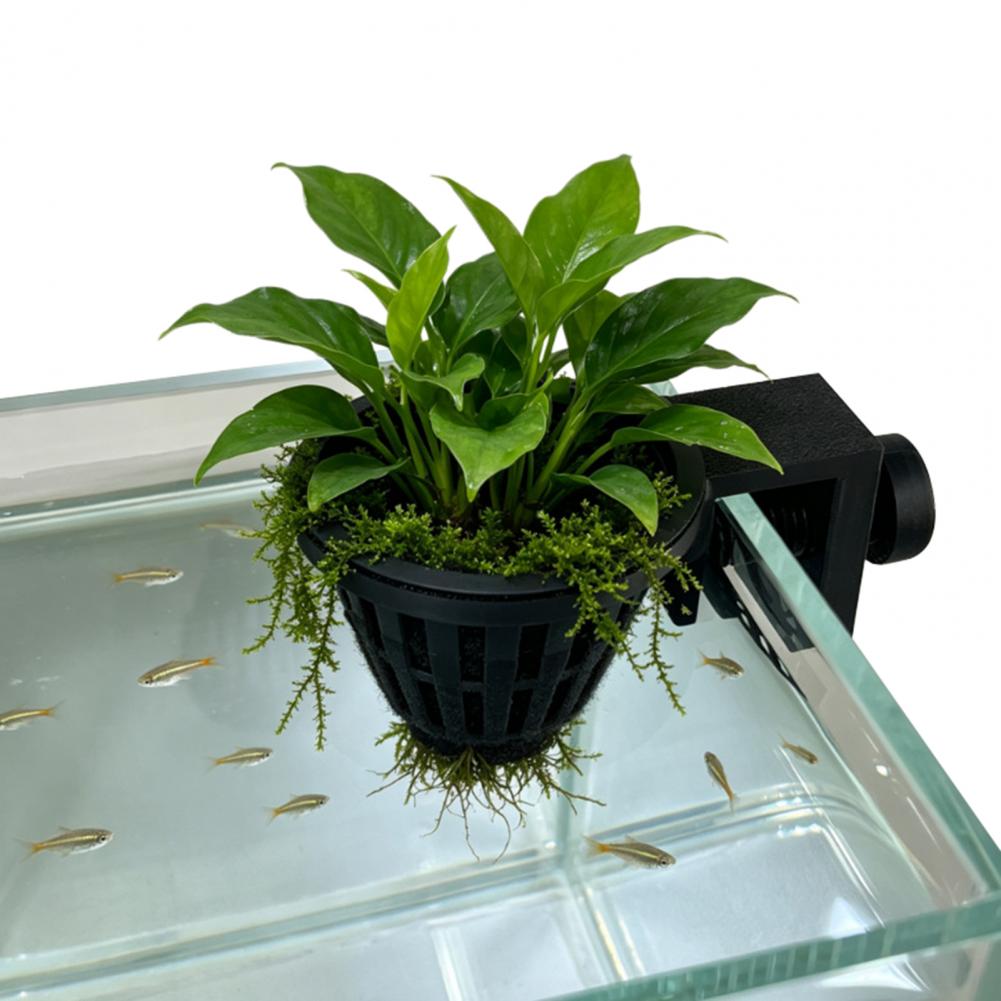 Su Bitkisi Tutucu Akvaryum Bit - Planted Aquarium Anubias incelemesi ve fiyatı