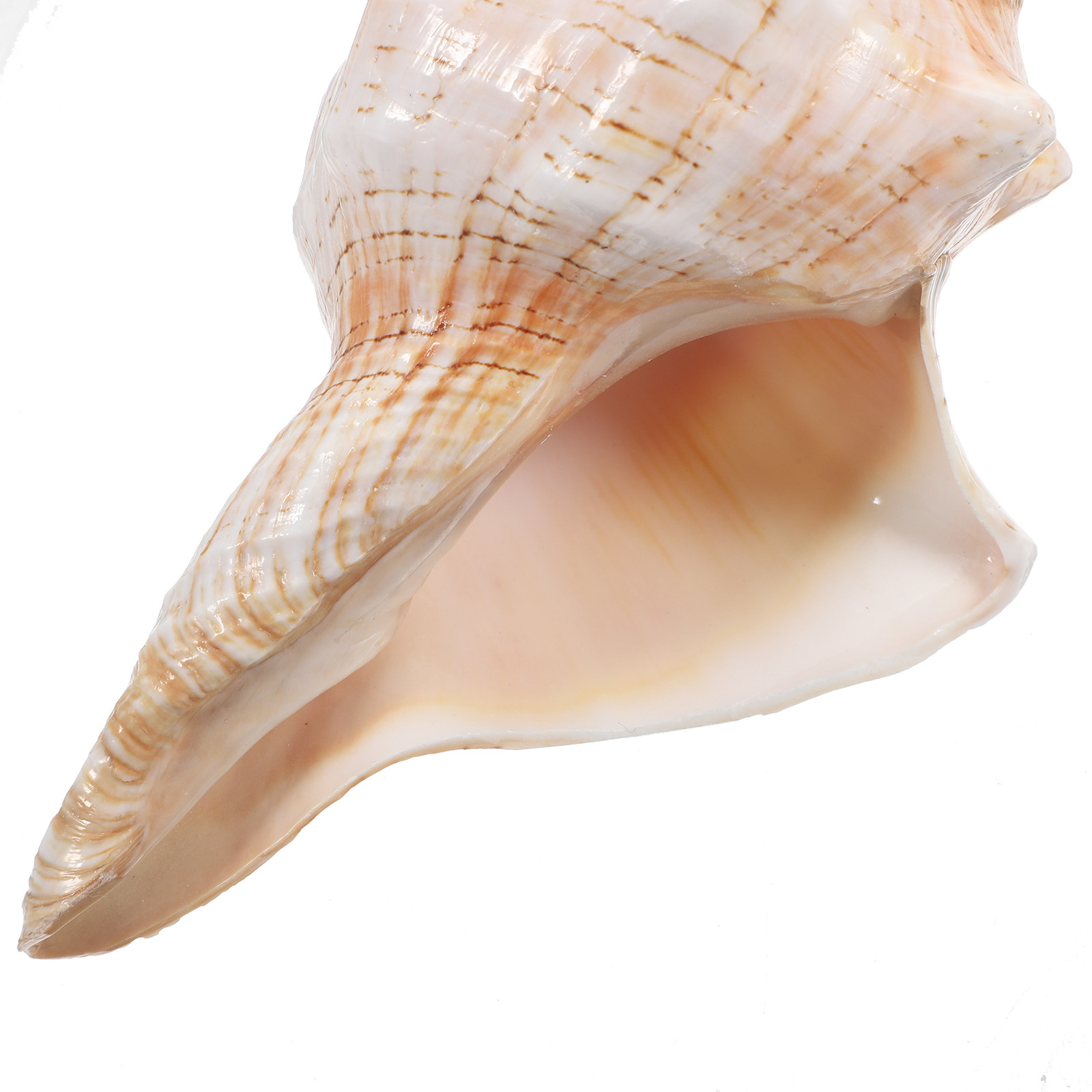 Doğal Dev Deniz Kabuğu, Cesur  - Planted Aquarium Photos incelemesi ve fiyatı