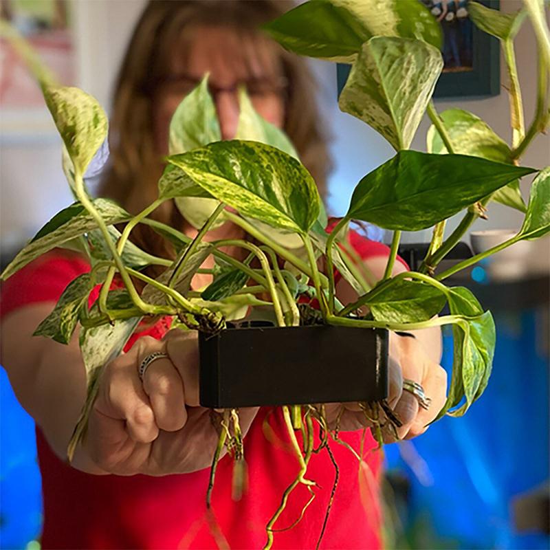 1 2 3 Adet Akvaryum Bitki Dest - Aquarium Planted Setup incelemesi ve fiyatı